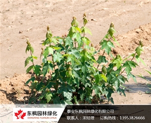 自然叢生紅點紅楓