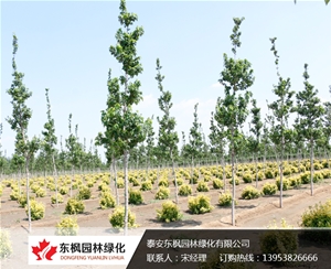 單桿獨(dú)生紅點紅楓